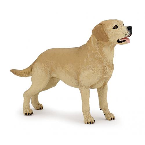 Perro- Labrador Retriever - Chat 