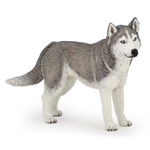 Husky Siberiano