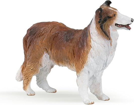 Cão Collie - Papo