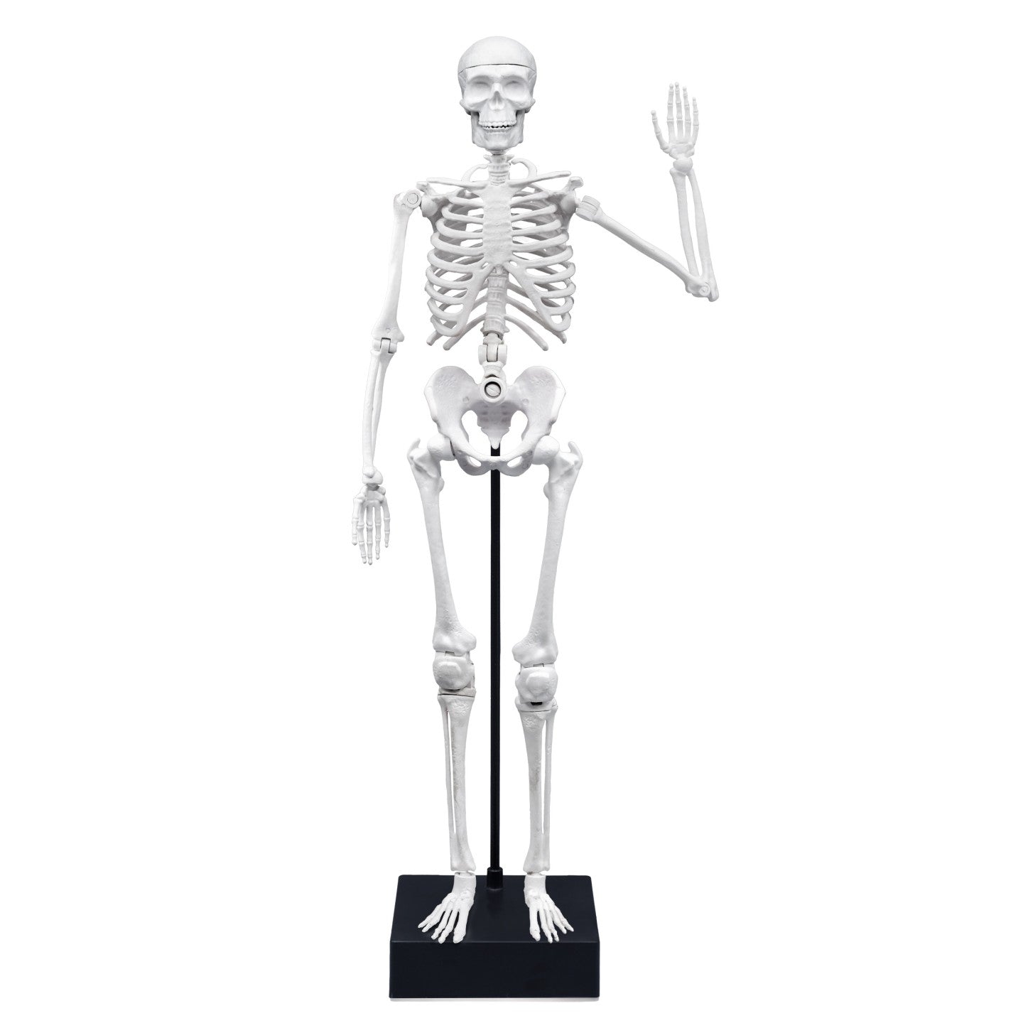 Esqueleto 45cm