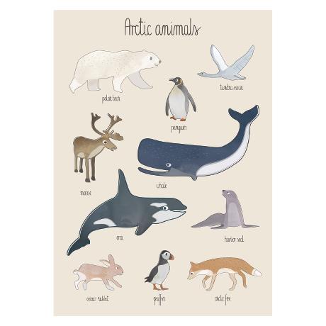Animais do Ártico impressão 50x70